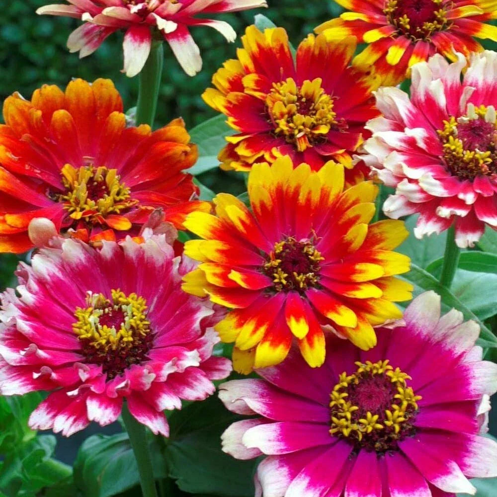 Zinnia Seeds - 100+ Swirls Mixed Flower Garden Seeds for Planting - Zinnia elegans, Annual, Full Sun