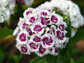 Sweet William Flower Seeds - 20 Pack, Dianthus barbatus, Fragrant, Vibrant Blooms, Pollinator Attractant, Easy to Grow, Annual/Biennial