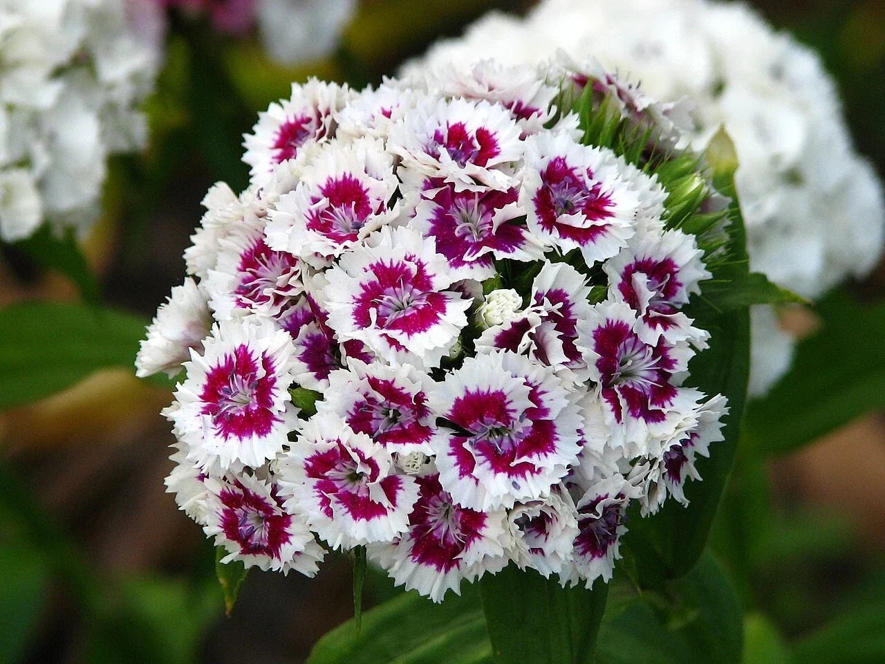 Sweet William Flower Seeds - 20 Pack, Dianthus barbatus, Fragrant, Vibrant Blooms, Pollinator Attractant, Easy to Grow, Annual/Biennial