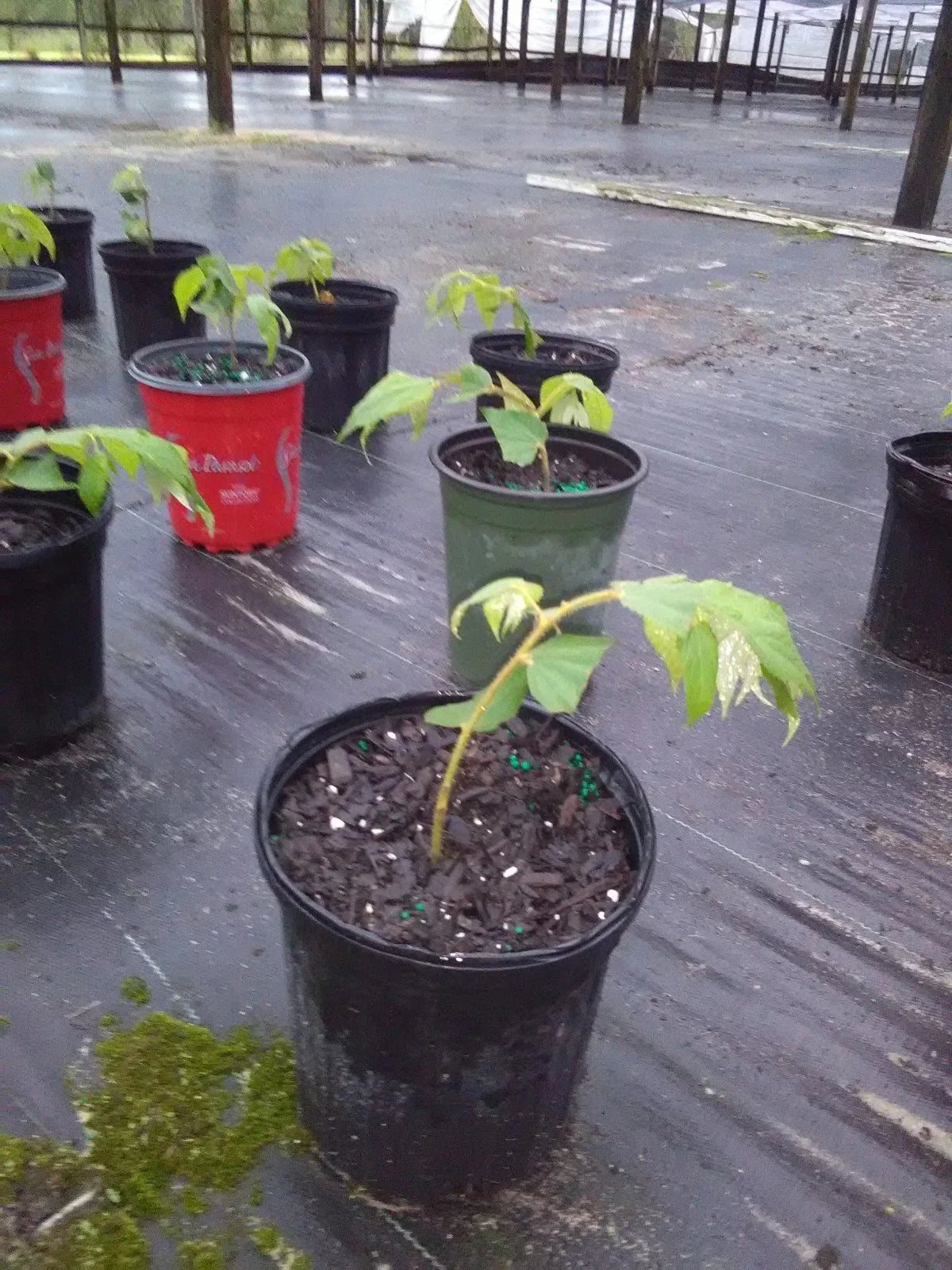 Muntingia Calabura Strawberry Tree Live Plant - Tropical Fruit Tree, 10 Pack, Rare, Easy to Grow, Attracts Birds, Free Shipping