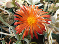 5-Pack Delosperma cooperi Rusty Ice Plant Succulent Ground Cover – Drought-Tolerant, Flowering, Low Maintenance