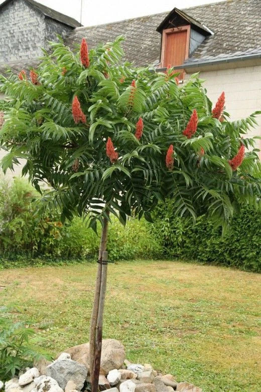 Winged Sumac Seeds - Rhus Glabra Native Shrub for Drought Tolerance, Attractive Foliage, 30+ Seeds for Planting