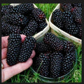 Giant Blackberry Cuttings - 5 Rooting Shoots - Rubus fruticosus - Perennial Shrub for Home Gardens