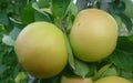 Apple Seeds for Planting - 25+ Organic Malus domestica Seeds for Home Garden, USA Grown, Non-GMO, Free Shipping