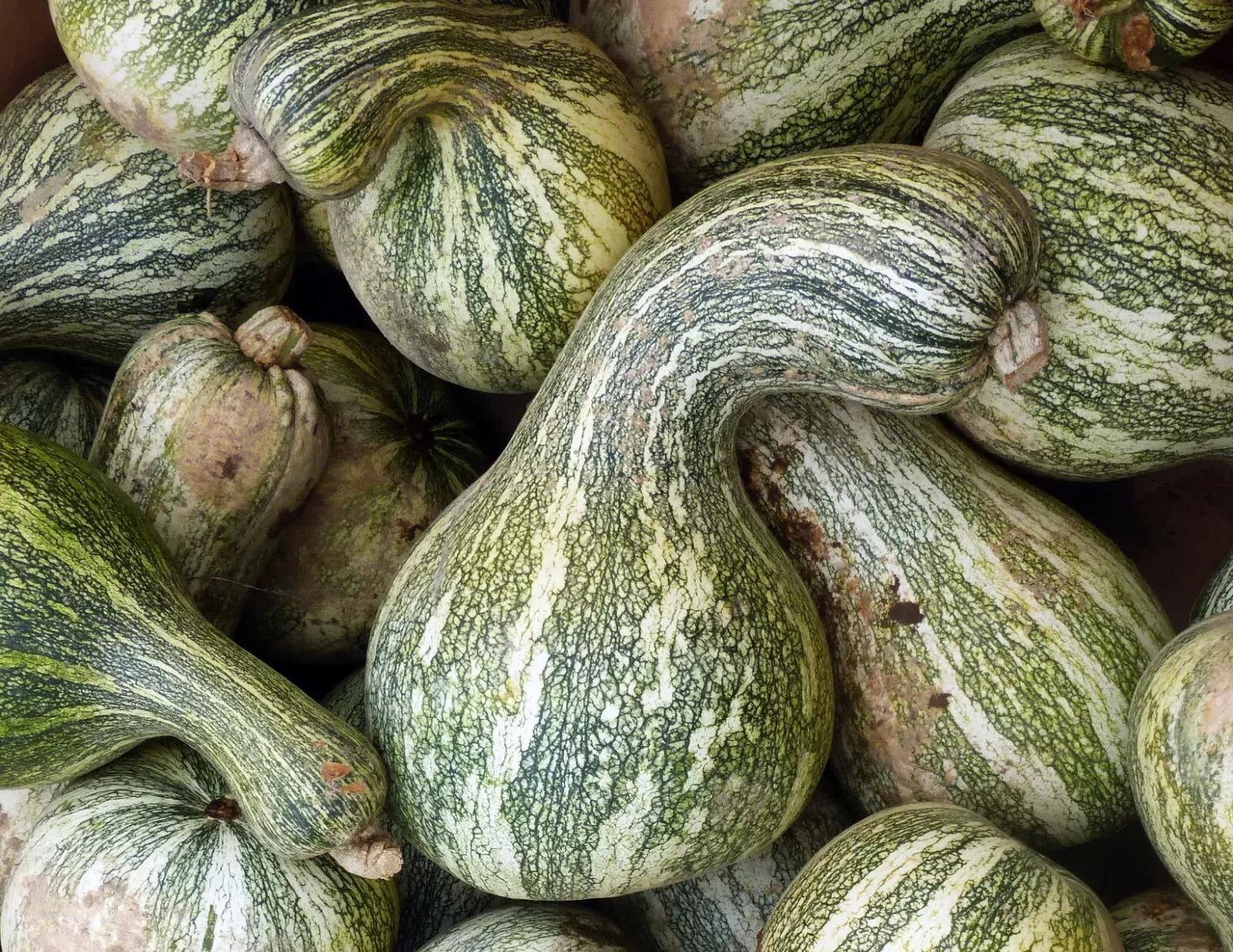 Cushaw Pumpkin Gourd Seeds – Non-GMO, Cucurbita mixta, Vining, Decorative & Culinary, Garden Seeds, 20 Pack