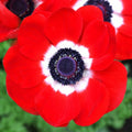 Anemone De Caen Seeds Packet - Red Poppy Anemone coronaria for Garden Borders & Cut Flowers