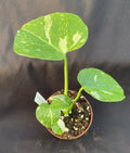 Monstera Thai Constellation Rooted Plant in 3" Pot, Variegated Foliage, Indoor Houseplant, Monstera deliciosa 'Thai Constellation'
