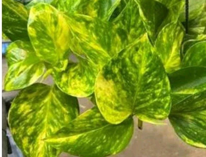 Fernando Fire Pothos Cuttings - 3 Fresh Epipremnum aureum Propagation Plant, Indoor Houseplant, No Roots, Trailing Vine