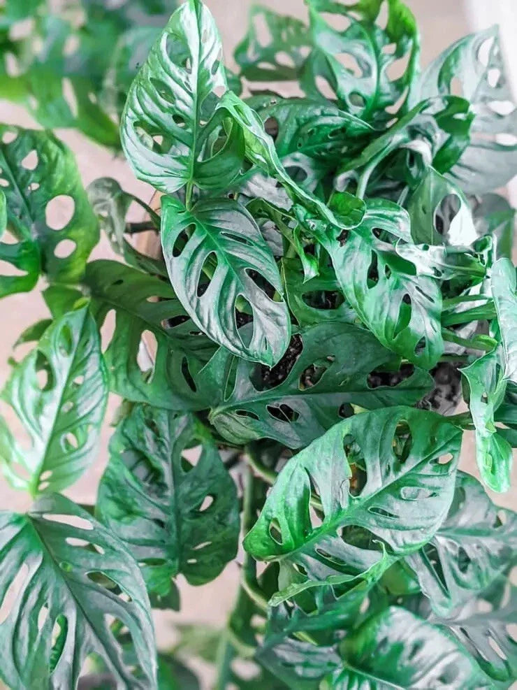 Monstera Adansonii Cuttings – Swiss Cheese Plant – Indoor/Outdoor Houseplant – Easy Care Greenery – Climbing Vine Propagation