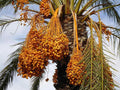 Medjool Date Palm Tree Seeds - Phoenix Dactylifera, Edible Fruit, 12 Seeds for Home Gardening & Landscaping