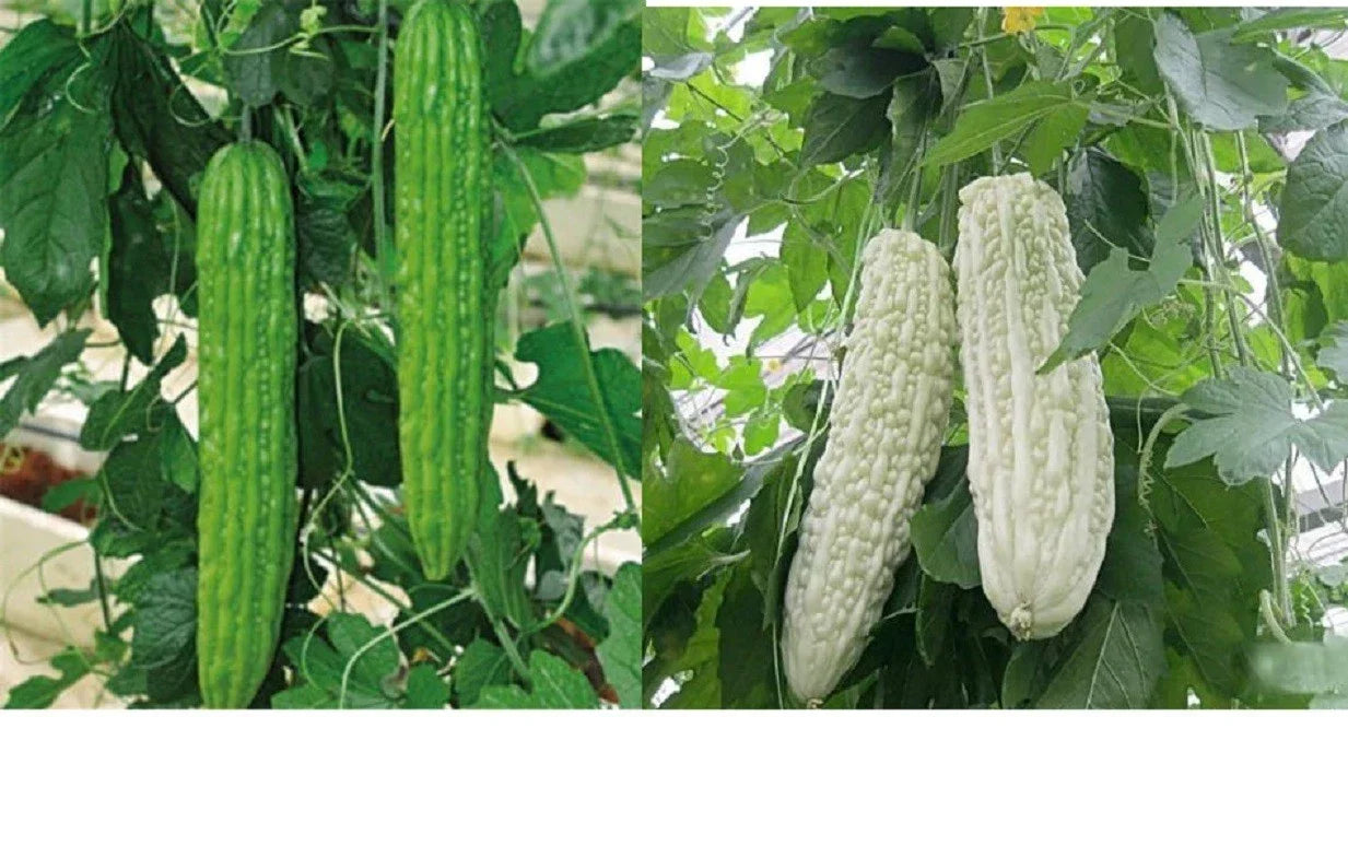 Bitter Melon Seeds – Organic Ku Gua, Long Green & White Skin, Momordica charantia, Vegetable Seeds for Home Garden & Cooking