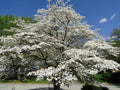 Flowering Dogwood Tree Live Plant Set of 2 – Bare Root, 12-18 Inches, Cornus florida, Hardy Zones 5-9