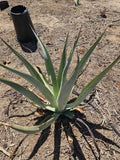 Agave Vilmoriniana Bubils 2-4.5 Inch Pack | Amolé & Octopus Agave | Succulent Propagation Plants
