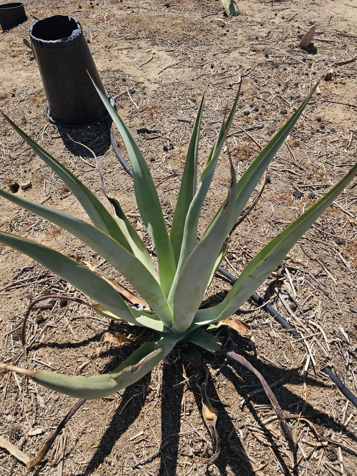Agave Vilmoriniana Bubils 2-4.5 Inch Pack | Amolé & Octopus Agave | Succulent Propagation Plants
