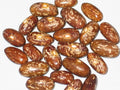 Topcrop Bush Bean Seeds 100+ | Green Phaseolus vulgaris Vegetable Garden Seeds for Container & Small Space Gardening