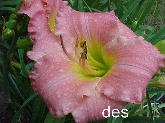 Daylily Plants - 2 Live My Girl Pink Rebloomer Hemerocallis 'My Girl' for Borders, Containers, Garden