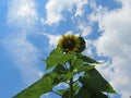 Skyscraper Sunflower Seeds - Pack of 25+ Helianthus annuus Tall Garden Flowers for Pollinators