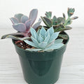 Succulent Live Plant Mix - 4-Inch Pot - Assorted Varieties for Home Decor & Beginners - Low Maintenance Indoor Outdoor
