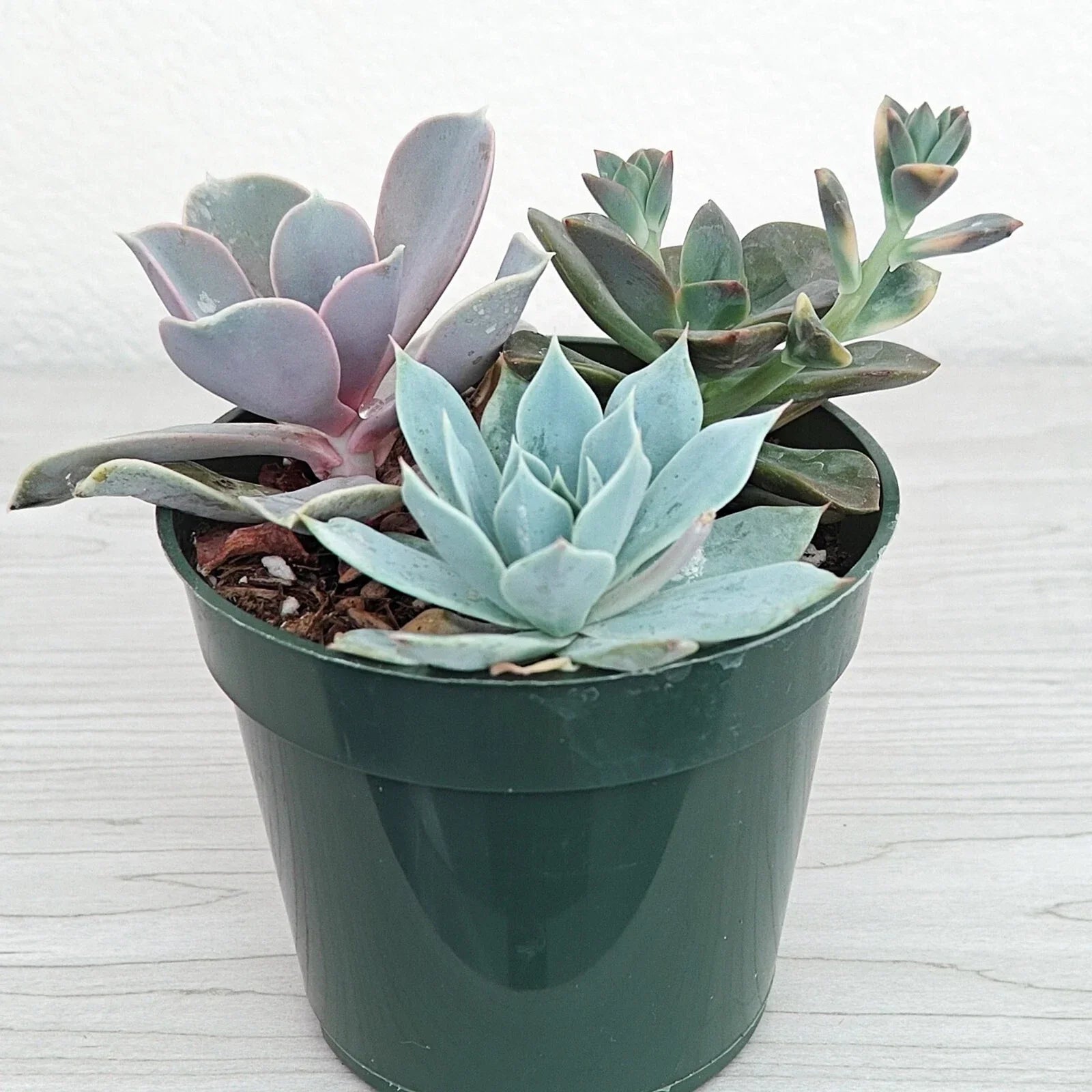 Succulent Live Plant Mix - 4-Inch Pot - Assorted Varieties for Home Decor & Beginners - Low Maintenance Indoor Outdoor