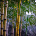 Bamboo Seeds 50 Pack - Clumping Black Stripe Phyllostachys nigra for Privacy Screen & Shade Garden Use