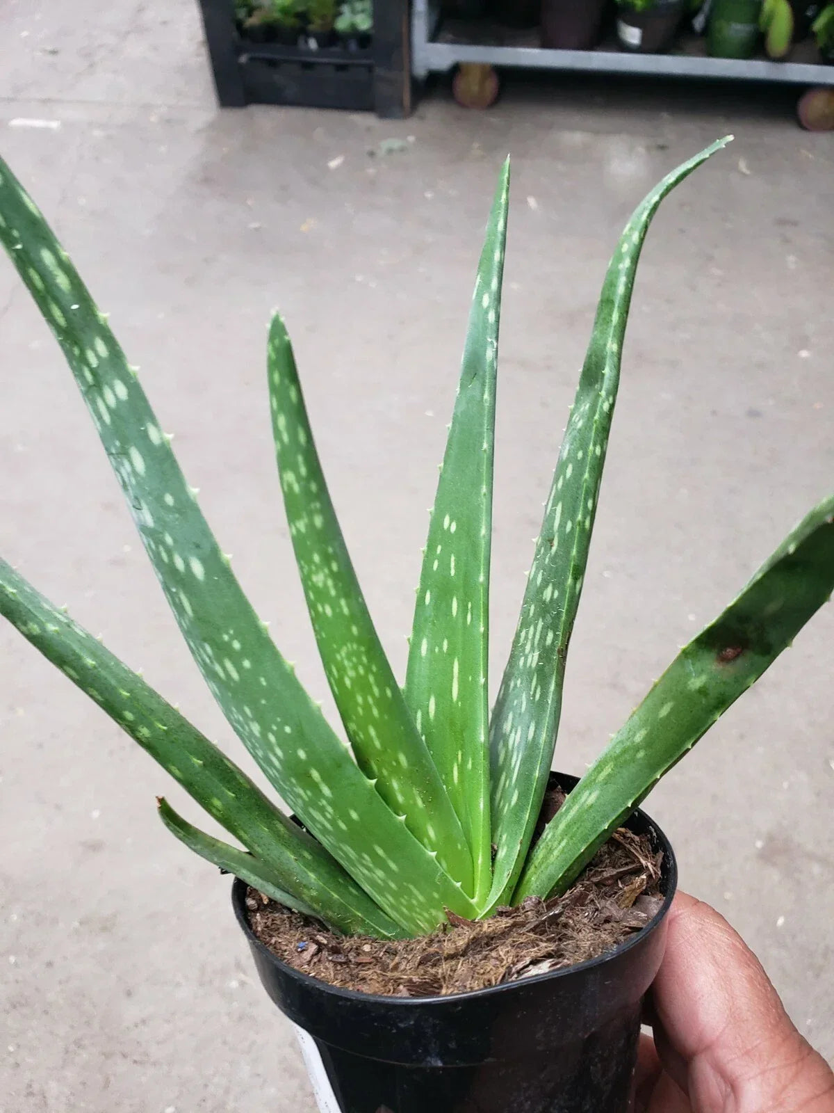 Potted Aloe Vera Plant - Live Succulent - Air Purifier - Medicinal Herb - Aloe barbadensis miller