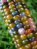 Rare Glass Gem Indian Corn Seeds - Vibrant Translucent Kernels - Zea mays - 40+ Seeds for Garden, Fall Decor, Landscape