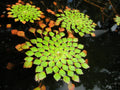 Live Aquarium Pond Plant - Ludwigia Sedioides Mosaic Plant - Easy Care Aquatic Decor