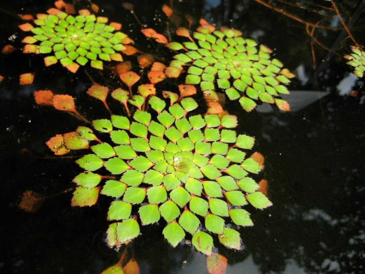 Live Aquarium Pond Plant - Ludwigia Sedioides Mosaic Plant - Easy Care Aquatic Decor