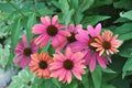 Pink Orange Coneflower Seeds - Echinacea purpurea Perennial Flowers for Garden Planting, Vibrant Pink & Orange Blooms