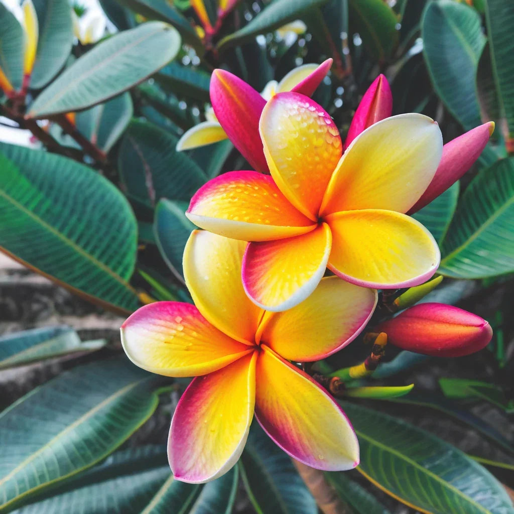 Plumeria Seeds - Light Pink Yellow Flowers - Hawaiian Perennial Frangipani Variety for Gardens & Leis