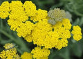 Yarrow Seeds 200 Pack, Achillea millefolium, Yellow Perennial Herb for Garden, Pollinator Attractant