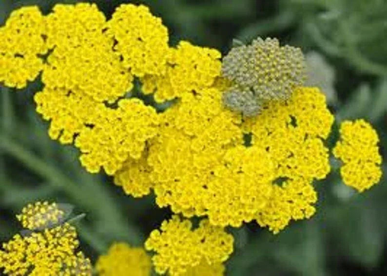 Yarrow Seeds 200 Pack, Achillea millefolium, Yellow Perennial Herb for Garden, Pollinator Attractant