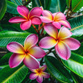 Plumeria Seeds - 5 Purple Yellow Hawaiian Flower Seeds - Perennial Tropical Plant (Plumeria spp.)