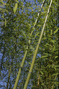 Bamboo Bare Root Plant Phyllostachys Rubromarginata 'Red Margin' for Privacy Screen, Garden, Landscape