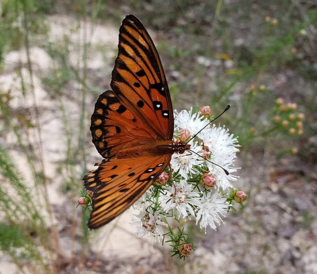 Dalea Pinnata Seeds | 25 Pack | Florida Native Wildflower | Summer Farewell | Gulf Coast Pollinator Plant