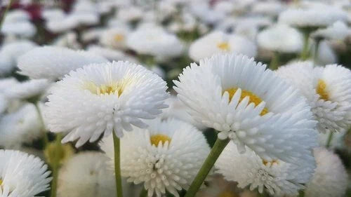 200 White Bellis Perennis Enorma Flower Seeds | English Daisy | Perennial Garden Seeds for Borders & Containers