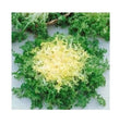 Green Curled Ruffle Endive Seeds - Heirloom Variety, Tender Ruffled Leaves, Cichorium endivia, 200-8000 Seeds