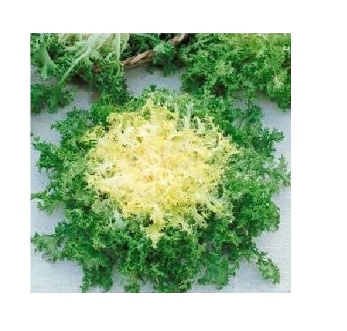 Green Curled Ruffle Endive Seeds - Heirloom Variety, Tender Ruffled Leaves, Cichorium endivia, 200-8000 Seeds
