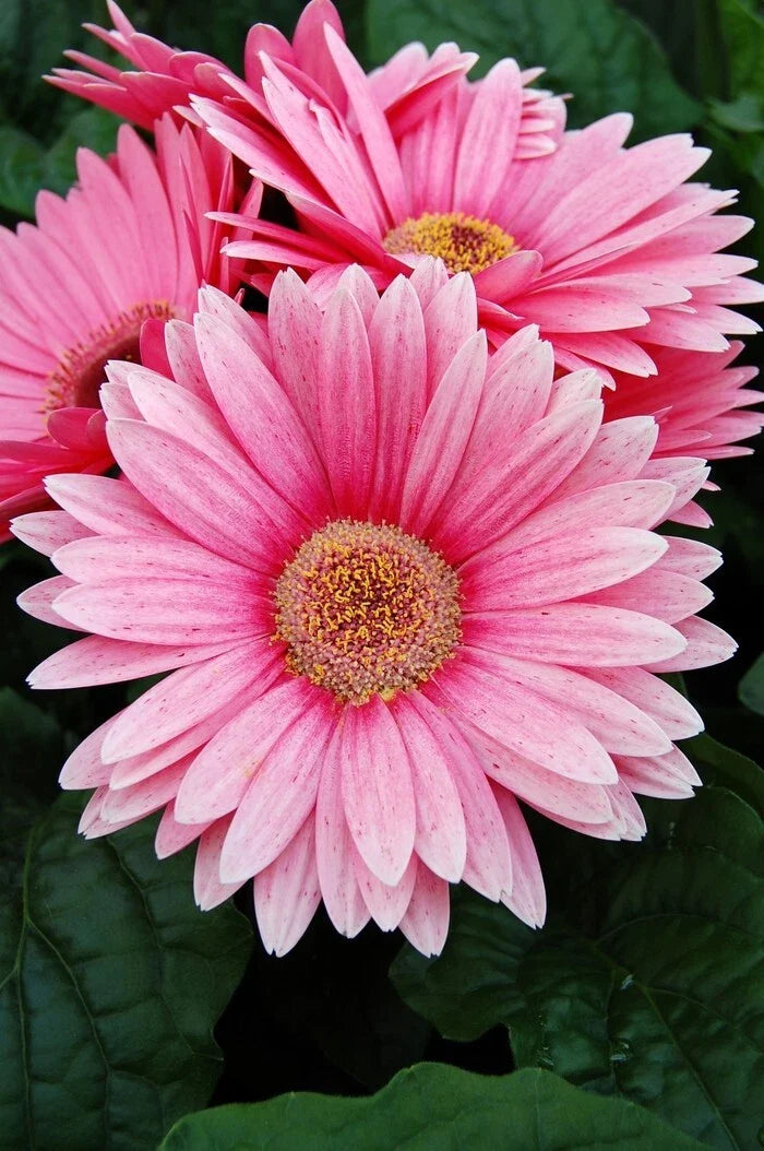 Pink Gerbera Daisy Seeds - 200+ Gerbera jamesonii Flower Seeds for Garden, Container, Cut Flowers, Easy to Grow, USA Grown