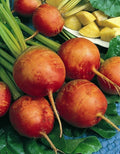 Golden Detroit Beet Seeds - Non-GMO Heirloom Beta vulgaris for Gardening, Full Sun, 200 Seeds, Easy to Grow