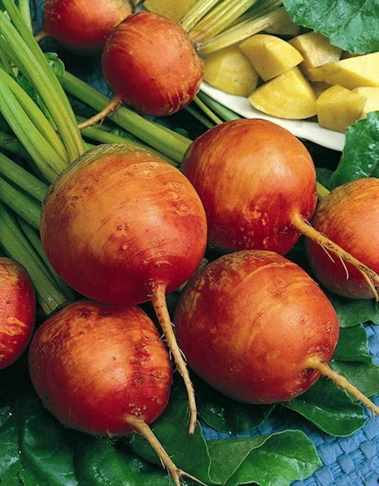 Golden Detroit Beet Seeds - Non-GMO Heirloom Beta vulgaris for Gardening, Full Sun, 200 Seeds, Easy to Grow