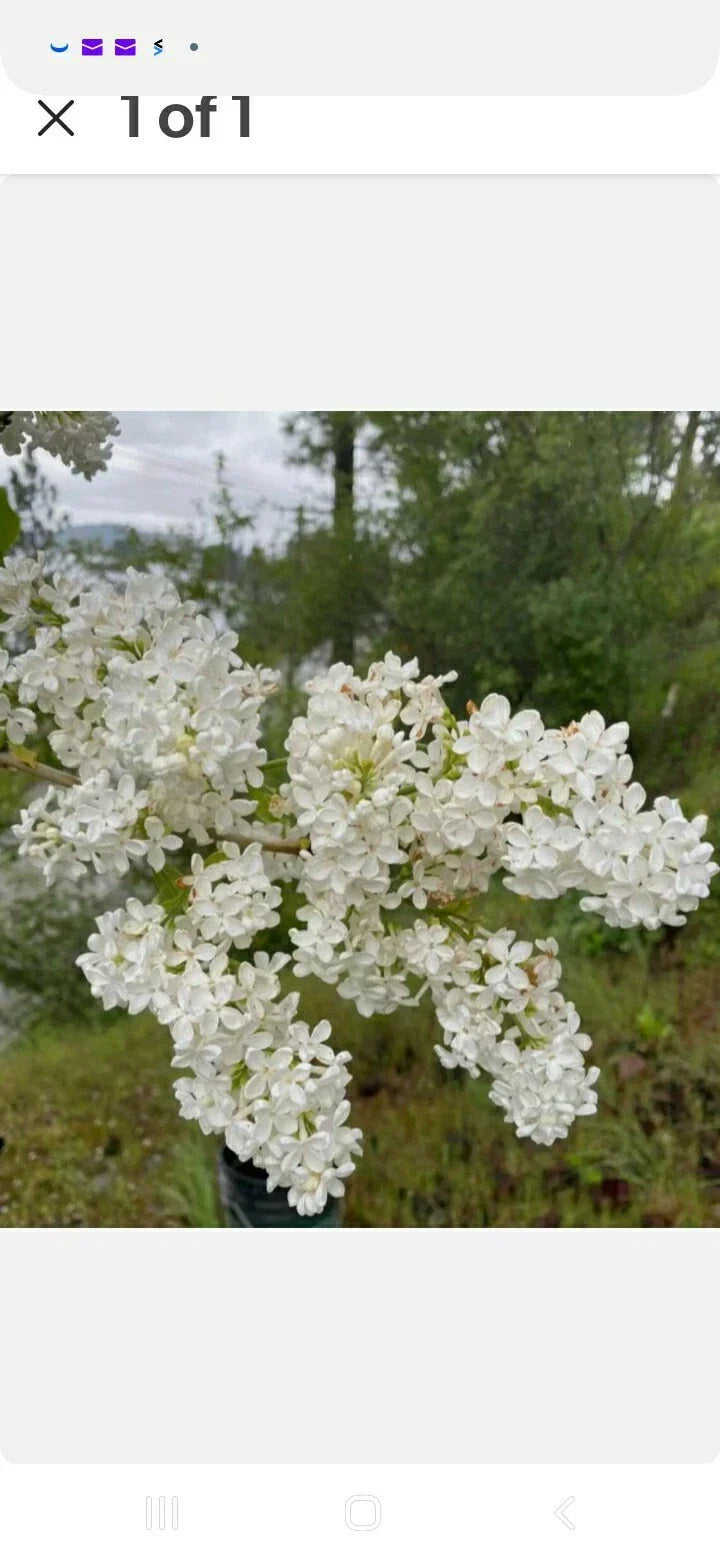 Bare Root Lilac Bush Set 10 Plants - Purple & White Syringa vulgaris for Fragrant Garden Borders