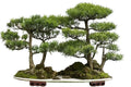 Bonsai Tree Seeds - Western Red Cedar (Thuja plicata) - 30 Seeds for Gardening & Landscaping