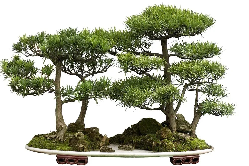 Bonsai Tree Seeds - Western Red Cedar (Thuja plicata) - 30 Seeds for Gardening & Landscaping