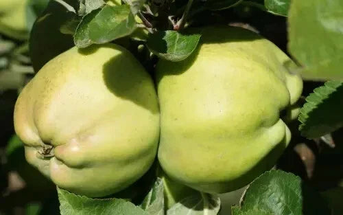 Calville Blanc d'Hiver Apple Seeds – 25+ Fruit Tree Seeds for Home Garden, Malus domestica, Heirloom, Non-GMO, USA
