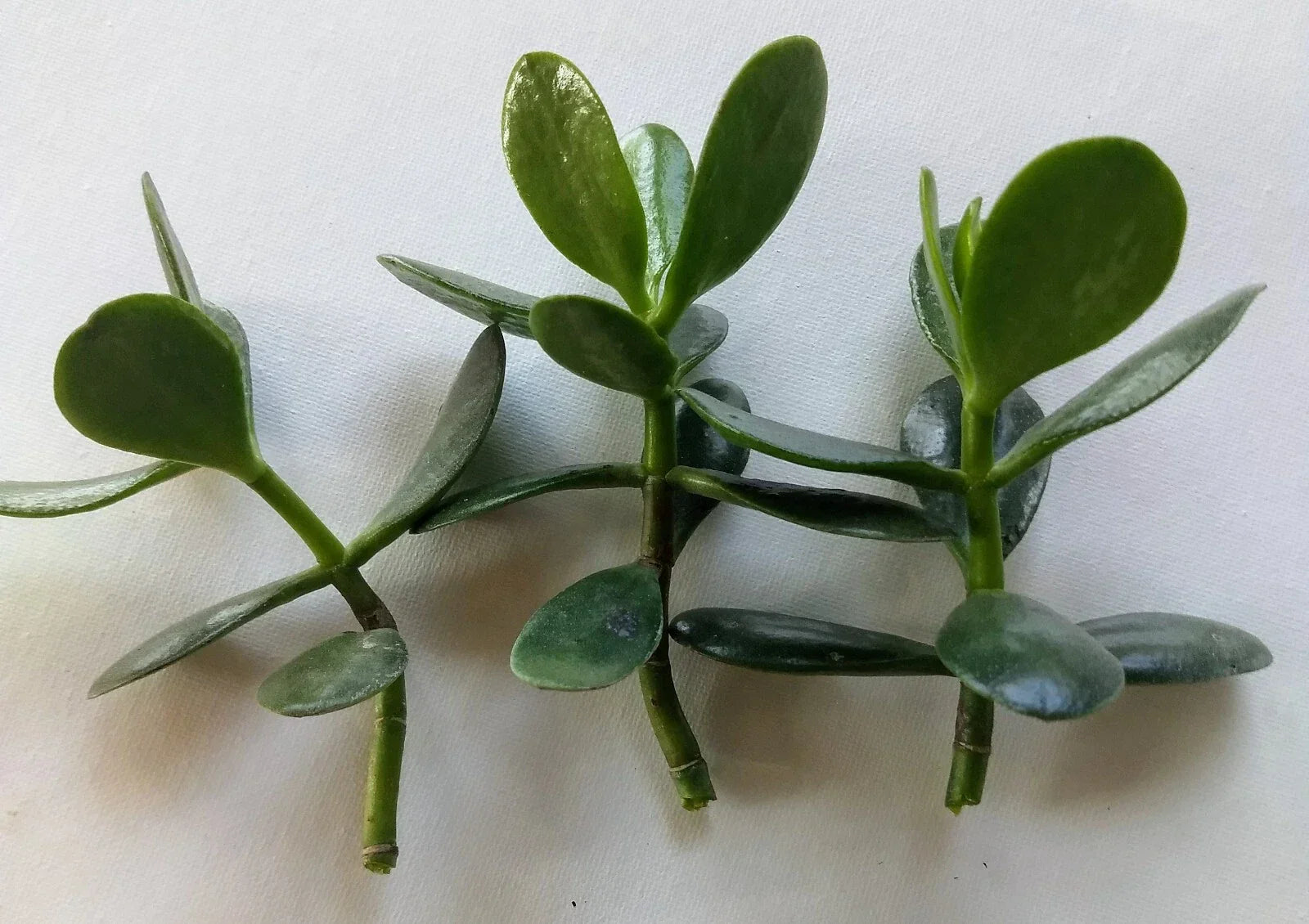 Jade Plant Cutting - Fresh Live Crassula ovata Propagation Set - No Roots, Indoor Succulent Plant for Home Decor