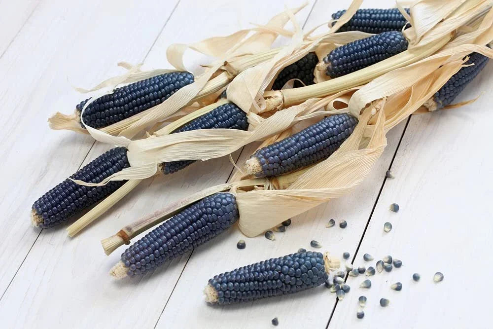 Exotic Blue Corn Seeds - 25 Count, Rare Blue Zea mays, Edible Corn for Garden and Culinary Use