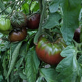 Russian Black Krim Tomato Seeds - Non-GMO Heirloom Seeds for Home Gardening - Solanum lycopersicum