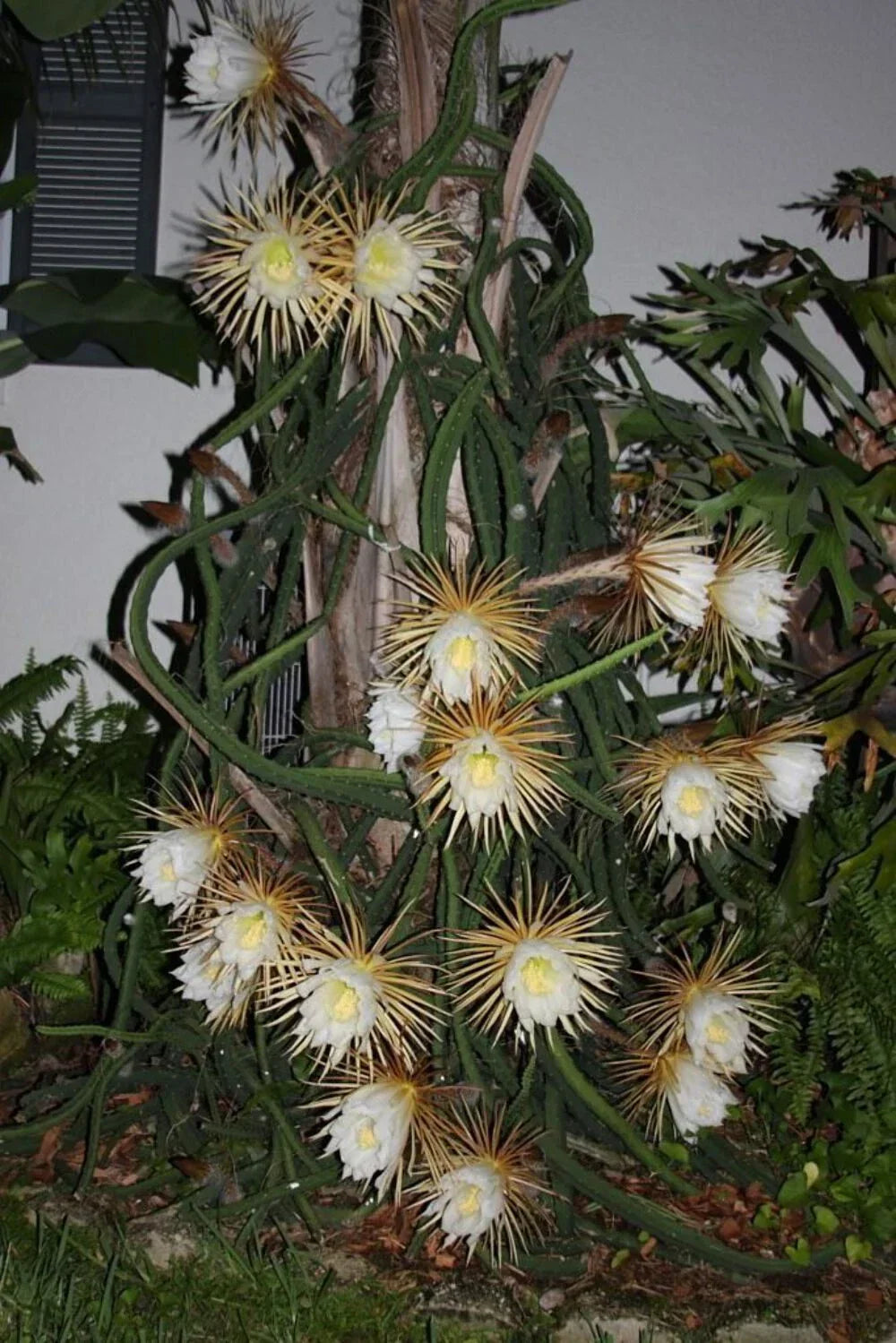 Queen of the Night Plant - Rooted in Pot - Night Blooming Cereus - Selenicereus grandiflorus, Fragrant White Flowers, Indoor Outdoor