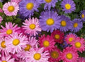 Aster Flower Seeds - 50 Pack, Single Mix, Vibrant Blooming, Aster spp. for Garden Planting, Pollinator Attracting, Easy to Grow